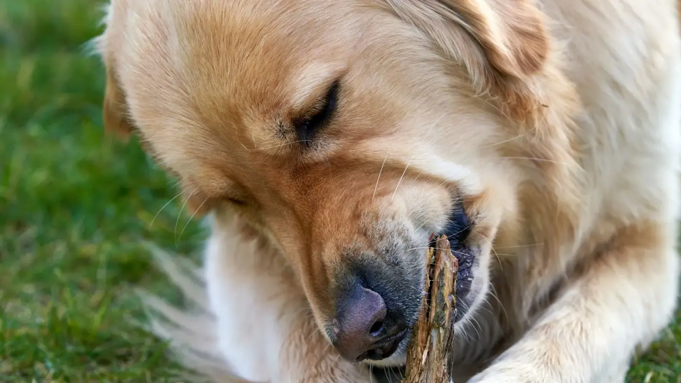 Dogs Trust — Web app case study